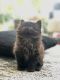 Domestic Longhaired Cat Cats for sale in Lancaster, PA, USA. price: $350