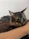 Domestic Longhaired Cat Cats for sale in New Orleans, LA 70116, USA. price: NA
