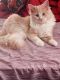 Domestic Longhaired Cat Cats for sale in Salisbury, MD, USA. price: NA