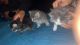 Domestic Longhaired Cat Cats for sale in Las Vegas, NV, USA. price: $50