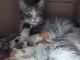 Domestic Longhaired Cat Cats for sale in Phoenix, AZ 85029, USA. price: NA