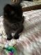 Domestic Longhaired Cat Cats for sale in Llano, CA 93544, USA. price: NA