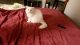 Domestic Longhaired Cat Cats for sale in Clinton Twp, MI, USA. price: $100