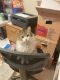 Domestic Longhaired Cat Cats for sale in 10950 Grass Valley Cir, Moreno Valley, CA 92557, USA. price: NA