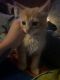 Domestic Longhaired Cat Cats for sale in Hope, IN 47246, USA. price: NA