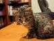 Domestic Longhaired Cat Cats for sale in Jacksonville, FL, USA. price: NA