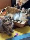Domestic Longhaired Cat Cats for sale in Southbridge, MA 01550, USA. price: NA