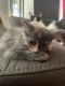 Domestic Longhaired Cat Cats for sale in Lufkin, TX, USA. price: NA
