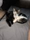 Domestic Longhaired Cat Cats for sale in Apache Junction, AZ 85120, USA. price: NA