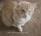 Domestic Longhaired Cat Cats for sale in Landers, CA 92285, USA. price: $50