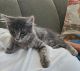 Domestic Longhaired Cat Cats for sale in Norwalk, IA, USA. price: NA