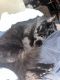 Domestic Longhaired Cat Cats for sale in West Melbourne, FL 32904, USA. price: NA