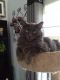 Domestic Longhaired Cat Cats for sale in Pennsauken Township, NJ, USA. price: NA