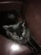 Domestic Longhaired Cat Cats for sale in Fremont, MI, USA. price: NA
