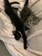 Domestic Longhaired Cat Cats for sale in Indianapolis, IN, USA. price: $25