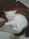Domestic Longhaired Cat Cats for sale in Richmond, KY, USA. price: $1