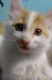 Domestic Longhaired Cat Cats for sale in Groton, CT, USA. price: NA