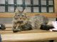 Domestic Longhaired Cat Cats for sale in Sacramento, CA 95831, USA. price: NA