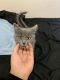 Domestic Longhaired Cat Cats for sale in Littlerock, CA 93543, USA. price: NA