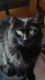 Domestic Longhaired Cat Cats for sale in Grand Island, NY, USA. price: NA