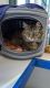 Domestic Longhaired Cat Cats for sale in Chicopee, MA 01020, USA. price: $250