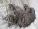 Domestic Longhaired Cat Cats for sale in Richmond, KY, USA. price: NA
