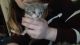 Domestic Longhaired Cat Cats for sale in Romney, WV 26757, USA. price: NA