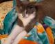 Domestic Longhaired Cat Cats for sale in Smethport, PA 16749, USA. price: NA