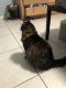 Domestic Longhaired Cat Cats for sale in Wilton Manors, FL, USA. price: NA