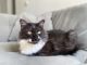 Domestic Longhaired Cat Cats for sale in Decatur, GA 30030, USA. price: NA