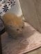 Domestic Mediumhair Cats for sale in Powder Springs, GA, USA. price: $100
