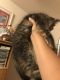 Domestic Mediumhair Cats for sale in Brainerd, MN 56401, USA. price: NA