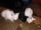 Domestic Mediumhair Cats for sale in Pickens, SC 29671, USA. price: NA