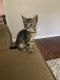 Domestic Mediumhair Cats for sale in Forest Park, GA, USA. price: NA