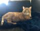 Domestic Mediumhair Cats for sale in Westmoreland, KS 66549, USA. price: NA