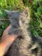 Domestic Mediumhair Cats for sale in Gig Harbor, WA, USA. price: $100