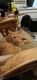 Domestic Mediumhair Cats for sale in Kenosha, WI 53143, USA. price: $100