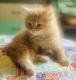 Domestic Mediumhair Cats for sale in Thornville, OH 43076, USA. price: NA