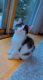 Domestic Mediumhair Cats for sale in Kenosha, WI 53144, USA. price: $100