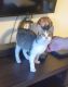 Domestic Mediumhair Cats for sale in Anoka, MN, USA. price: NA