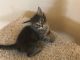 Domestic Mediumhair Cats for sale in Fontana, CA, USA. price: NA