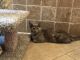 Domestic Mediumhair Cats for sale in Fontana, CA, USA. price: NA