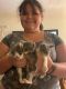 Domestic Mediumhair Cats for sale in Fontana, CA, USA. price: $10