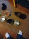 Domestic Mediumhair Cats for sale in Radnor, PA 19087, USA. price: $80