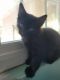 Domestic Mediumhair Cats for sale in Lake View Terrace, CA 91342, USA. price: NA