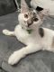 Domestic Mediumhair Cats for sale in Costa Mesa, CA, USA. price: NA