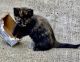Domestic Mediumhair Cats for sale in Garden Grove, CA 92841, USA. price: $20