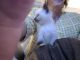 Domestic Mediumhair Cats for sale in Olympia, WA, USA. price: NA