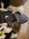 Domestic Mediumhair Cats for sale in Olympia, WA, USA. price: $30