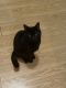 Domestic Mediumhair Cats for sale in Upper Marlboro, MD 20772, USA. price: NA